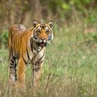 Tiger in India.