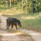 Wild boar in India