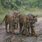 Tigers in Kanha National Park, India