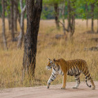Tiger in India