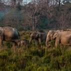 Asian elephant in India