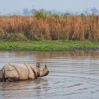 One-horned rhino in India