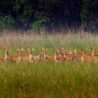 Deer in India