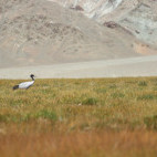 Black-necked crane in India