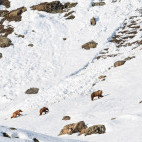 Himalayan brown bear in India.