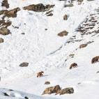 Himalayan brown bear in India.