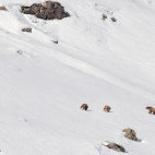 Himalayan brown bear in India.