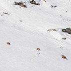 Himalayan brown bear in India.
