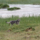 Pallas's cat in India