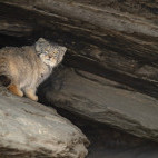 Pallas's cat in India