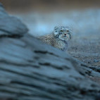 Pallas's cat in India
