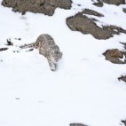 Snow leopard in Ladakh, India