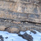 Snow leopard in India.