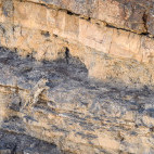 Snow leopard in India.