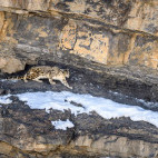 Snow leopard in India.