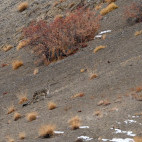 Snow leopard in India.