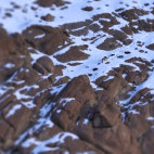 Snow leopard in Ladakh, India.