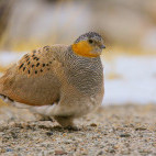 Sandgrouse in India