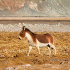 Tibetan wild ass in India