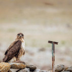 Upland buzzard in India