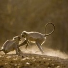 Langur monkey in Bandhavgarh National Park, India.