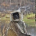 Grey langur in Satpura National Park.