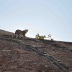 Leopard in India.