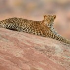 Leopard in India