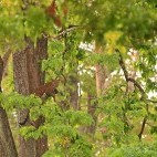 Leopard in Nagarhole, India.