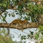 Leopard in India