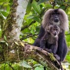 Lion-tailed macaque in India