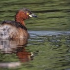 Little grebe in Bharatpur, India.