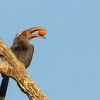 Malabar grey hornbill