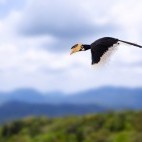 Malabar pied hornbill in India