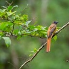 Malabar trogon in India