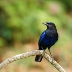 Malabar whistling thrush in India