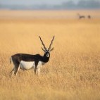 Male blackbuck in India