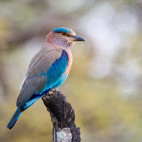 Indian roller in India