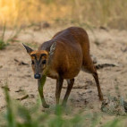 Muntjac deer in India