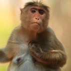 Bonnet macaque in Nagarhole National Park, India.