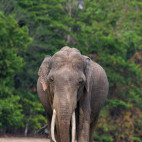 Asian elephant in Nagarhole National Park, India.