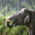 Asian elephant in Nagarhole National Park, India