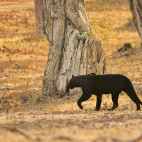Black leopard in Nagarhole National Park, India.