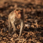 Bonnet macaque in Nagarhole National Park, India.