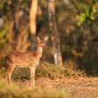Chital in Nagarhole National Park, India.