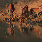 Chital in Nagarhole National Park, India.