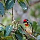 Coppersmith barbet in Nagarhole National Park, India
