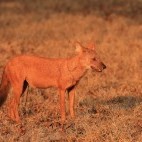 Dhole in Nagarhole National Park, India.