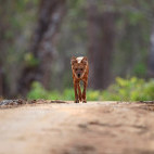 Dhole in Nagarhole National Park, India.