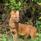 Dhole in Nagarhole National Park, India